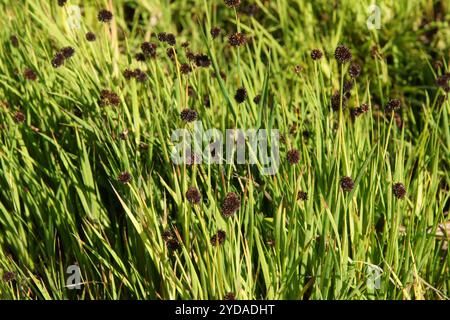 Juncus ensifolius, corsa alle foglie di spada Foto Stock