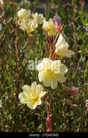 Oenothera odorata, profumato di primula serale Foto Stock