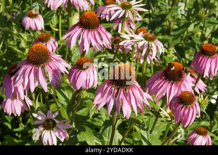 Echinacea purpurea, purple coneflower Foto Stock
