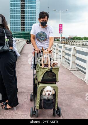 Manila, Filippine - 13 gennaio 2023: Nel tardo pomeriggio, i simpatici cani piccoli sono trasportati lungo il marciapiede, vicino ai vicini edifici condominiali. Foto Stock