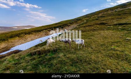 Renne che pascolano su una montagna norvegese Foto Stock