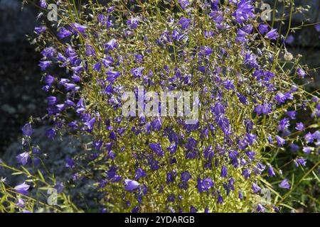 Campanula baumgartenii Foto Stock