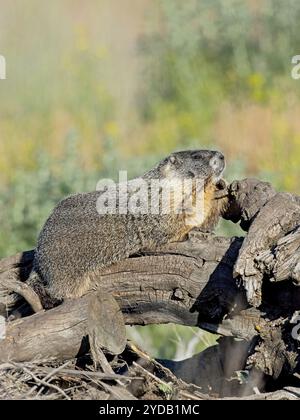 Profilo laterale della marmotta con pancioli gialli. Foto Stock