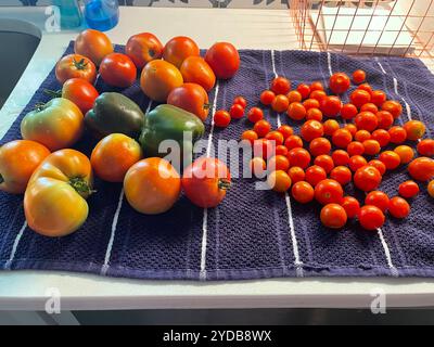 Pomodori appena lavati e raccolti e peperoni dolci esposti su un ripiano della cucina. Kansas, Stati Uniti Foto Stock