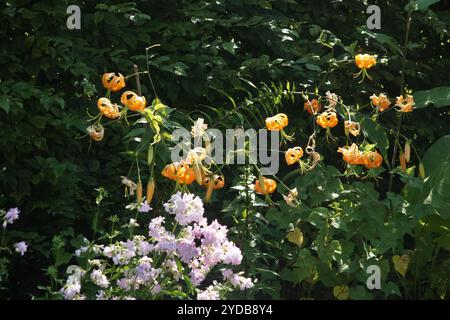 Giardino del cottage, Lilium Foto Stock