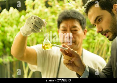 Proprietari di fattorie e scienziati che gestiscono la piantagione di cannabis. Verificare l'integrità dell'olio di cannabis e dei prodotti di cannabis nel CA Foto Stock
