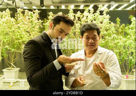 Proprietari di fattorie e scienziati che gestiscono la piantagione di cannabis. Verificare l'integrità dell'olio di cannabis e dei prodotti di cannabis nel CA Foto Stock