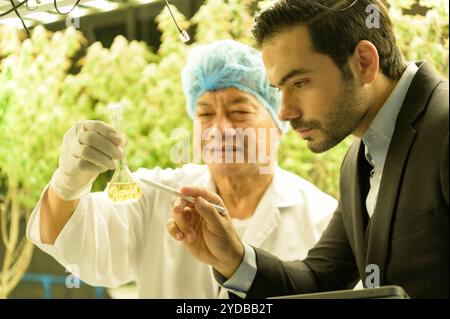 Proprietari di fattorie e scienziati che gestiscono la piantagione di cannabis. Verificare l'integrità dell'olio di cannabis e dei prodotti di cannabis nel CA Foto Stock