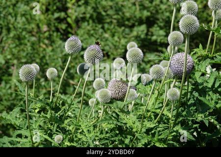 Echinops sphaerocephalus, globo-cardo ghiandolare Foto Stock