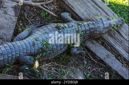 Alligatore in Brasile Foto Stock