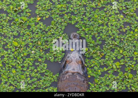 Alligatore in Brasile Foto Stock