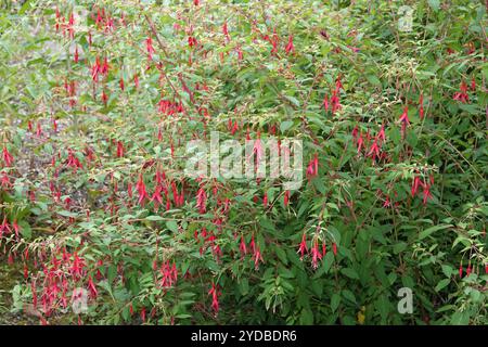Fuchsia magellanica, Hardy fuchsia Foto Stock