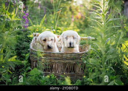 Due simpatici cuccioli in un cestino di vimini. Graziosi cani Labrador dorati in giardino. Foto Stock