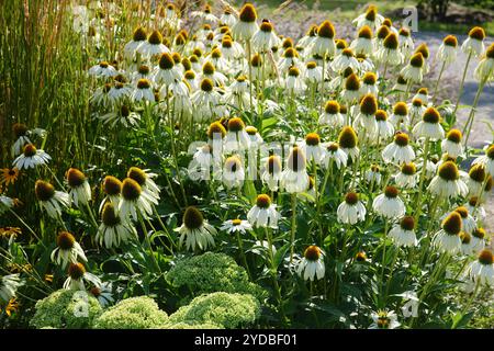 Rudbeckia White Swan, coneflower bianco Foto Stock