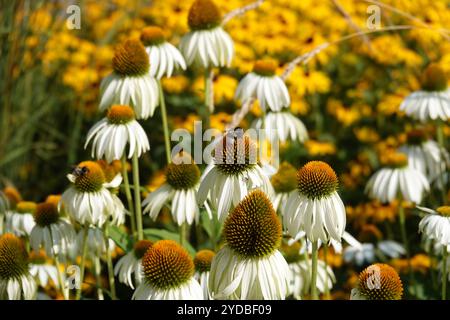 Rudbeckia White Swan, coneflower bianco Foto Stock