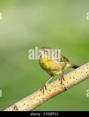 Vireo belligerante su un ramo. Foto Stock