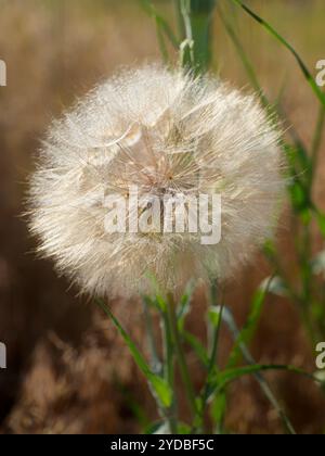 Grande dente di leone con semi soffici. Foto Stock