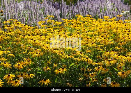 Rudbeckia hirta, coneflower Foto Stock