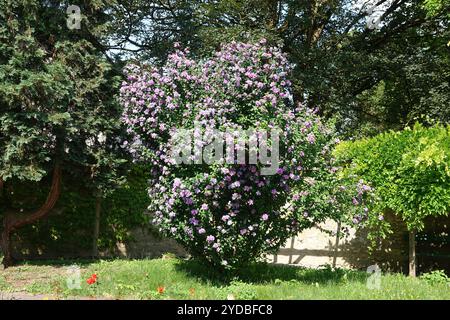 Hibiscus syriacus Foto Stock