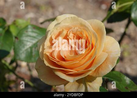Rosa Sunny Sky Foto Stock