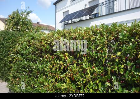 Prunus laurocerasus, laurel Cherry Foto Stock
