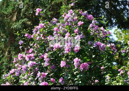 Hibiscus syriacus Foto Stock