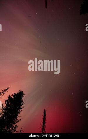 Splendida aurora sul cielo notturno della foresta con alberi sagomati Foto Stock