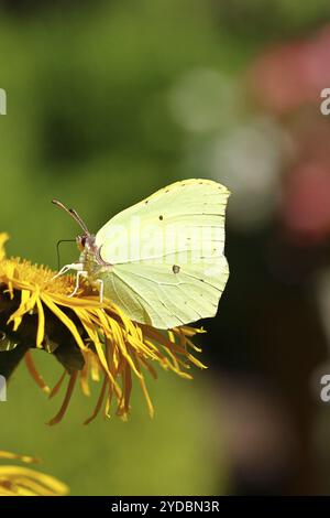 Farfalla di limone (Gonepteryx rhamny) su un fiore giallo di una grande Telekie (Telekia speciosa), Wilnsdorf, Renania settentrionale-Vestfalia, Germania, Europa Foto Stock