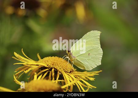 Farfalla di limone (Gonepteryx rhamny) su un fiore giallo di una grande Telekie (Telekia speciosa), Wilnsdorf, Renania settentrionale-Vestfalia, Germania, Europa Foto Stock