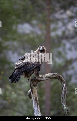 Aquila d'oro (Aquila chrysaetos), seduta su una diramazione, Parco Nazionale di Oulanka, Kuusamo, Lapponia, Finlandia, Europa Foto Stock