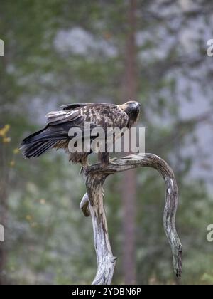 Aquila d'oro (Aquila chrysaetos), seduta su una diramazione, Parco Nazionale di Oulanka, Kuusamo, Lapponia, Finlandia, Europa Foto Stock