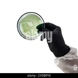 Chimico che indossa guanti in laboratorio. processo di analisi con piastra di vetro e campione. virus e assistenza sanitaria Foto Stock