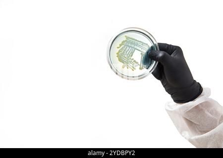 Chimico che indossa guanti in laboratorio. processo di analisi con piastra di vetro e campione. virus e assistenza sanitaria Foto Stock