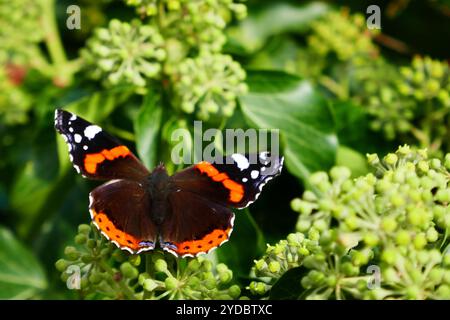 Ammiraglio alla fine di settembre su infiorescenza edera Foto Stock