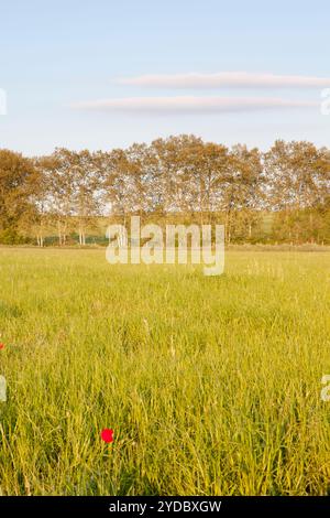 Parco naturale di Els Gallecs, Mollet del Vallés, Barceona, Spagna Foto Stock