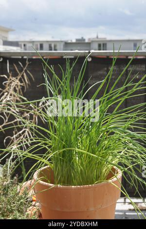 Allium schoenoprasum, erba cipollina, palla da rootball Foto Stock
