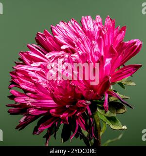 Splendido aster Lady Coral rosso in fiore su sfondo verde. Primo piano della testa dei fiori Foto Stock