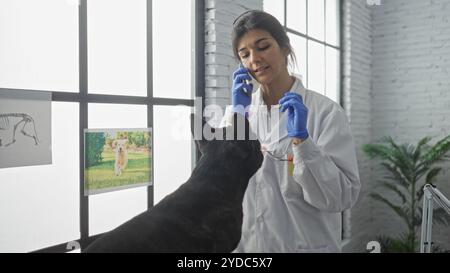 Una giovane ispanica veterinaria in una clinica, che indossa guanti e tiene un campione di sangue, parla al telefono mentre esamina un bulldog francese. Foto Stock