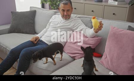 Un uomo ispanico di mezza età gioca con due chihuahua all'interno di un soggiorno, trascorrendo momenti di gioco su un comodo divano. Foto Stock