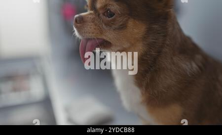 Un chihuahua con la lingua fuori si siede attentamente in una clinica veterinaria, riflettendo l'ambiente della visita sanitaria di un animale in un ambiente chiuso Foto Stock