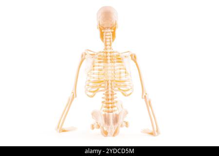 Modello di scheletro umano dettagliato che mostra la struttura anatomica, ideale per scopi didattici. Foto Stock