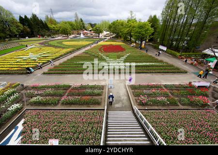 La città di Tonami è uno dei principali produttori di bulbi di tulipani. Il festival annuale dei tulipani si tiene ogni anno dalla fine di aprile all'inizio di maggio nel Tonami Tulip Park. La Fiera dei tulipani espone circa 3 milioni di tulipani che fioriscono in 600 diverse varietà di colori e varietà, mostrati meticolosamente a perdita d'occhio. La fiera presentava un albero di tulipani di 5 metri, baccelli di tulipani galleggianti in acqua, un ponte panoramico a forma di tulipani, una gigantesca parete di tulipani e giardini in stile olandese. Il principale letto di fiori è pieno di 210.000 tulipani tutti coltivati nella regione. Il festival attira migliaia di visitatori ogni anno Foto Stock