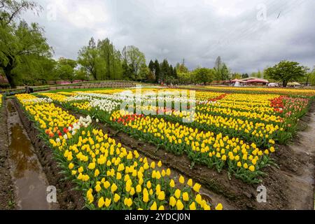 La città di Tonami è uno dei principali produttori di bulbi di tulipani. Il festival annuale dei tulipani si tiene ogni anno dalla fine di aprile all'inizio di maggio nel Tonami Tulip Park. La Fiera dei tulipani espone circa 3 milioni di tulipani che fioriscono in 600 diverse varietà di colori e varietà, mostrati meticolosamente a perdita d'occhio. La fiera presentava un albero di tulipani di 5 metri, baccelli di tulipani galleggianti in acqua, un ponte panoramico a forma di tulipani, una gigantesca parete di tulipani e giardini in stile olandese. Il principale letto di fiori è pieno di 210.000 tulipani tutti coltivati nella regione. Il festival attira migliaia di visitatori ogni anno Foto Stock