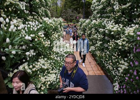 La città di Tonami è uno dei principali produttori di bulbi di tulipani. Il festival annuale dei tulipani si tiene ogni anno dalla fine di aprile all'inizio di maggio nel Tonami Tulip Park. La Fiera dei tulipani espone circa 3 milioni di tulipani che fioriscono in 600 diverse varietà di colori e varietà, mostrati meticolosamente a perdita d'occhio. La fiera presentava un albero di tulipani di 5 metri, baccelli di tulipani galleggianti in acqua, un ponte panoramico a forma di tulipani, una gigantesca parete di tulipani e giardini in stile olandese. Il principale letto di fiori è pieno di 210.000 tulipani tutti coltivati nella regione. Il festival attira migliaia di visitatori ogni anno Foto Stock