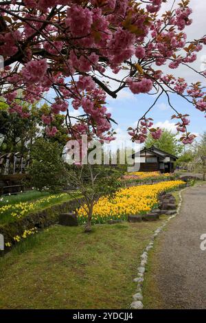 La città di Tonami è uno dei principali produttori di bulbi di tulipani. Il festival annuale dei tulipani si tiene ogni anno dalla fine di aprile all'inizio di maggio nel Tonami Tulip Park. La Fiera dei tulipani espone circa 3 milioni di tulipani che fioriscono in 600 diverse varietà di colori e varietà, mostrati meticolosamente a perdita d'occhio. La fiera presentava un albero di tulipani di 5 metri, baccelli di tulipani galleggianti in acqua, un ponte panoramico a forma di tulipani, una gigantesca parete di tulipani e giardini in stile olandese. Il principale letto di fiori è pieno di 210.000 tulipani tutti coltivati nella regione. Il festival attira migliaia di visitatori ogni anno Foto Stock