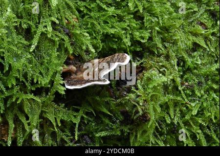 Fungo della coda di tacchino (Trametes versicolor) fungo a staffa che cresce tra il muschio su legno morto in boschi decidui. Ottobre, Kent, Regno Unito Foto Stock