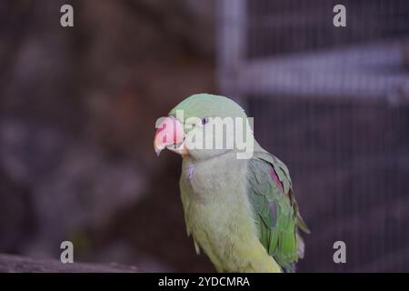 La rosa-inanellati parrocchetto (Psittacula krameri), noto anche come anello a collo di parrocchetto Foto Stock