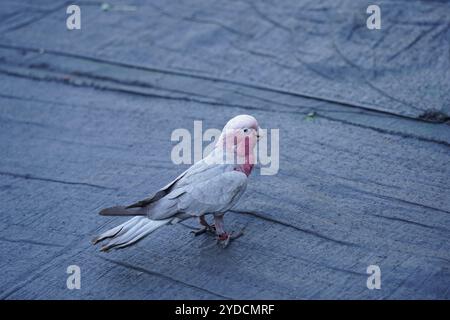 Galah Cockatoo uccello. Questo è anche noto come Cockatoo con petto di rosa, Cockatoo con rosa o Cockatoo rosa. Foto Stock