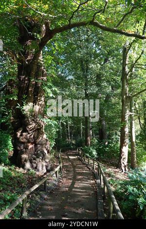 Un sentiero ombreggiato nella foresta inglese con la luce del sole che attraversa i rami. Foto Stock