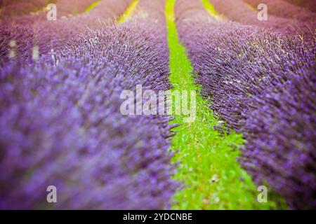 Tramonto su un estate campo di lavanda Foto Stock